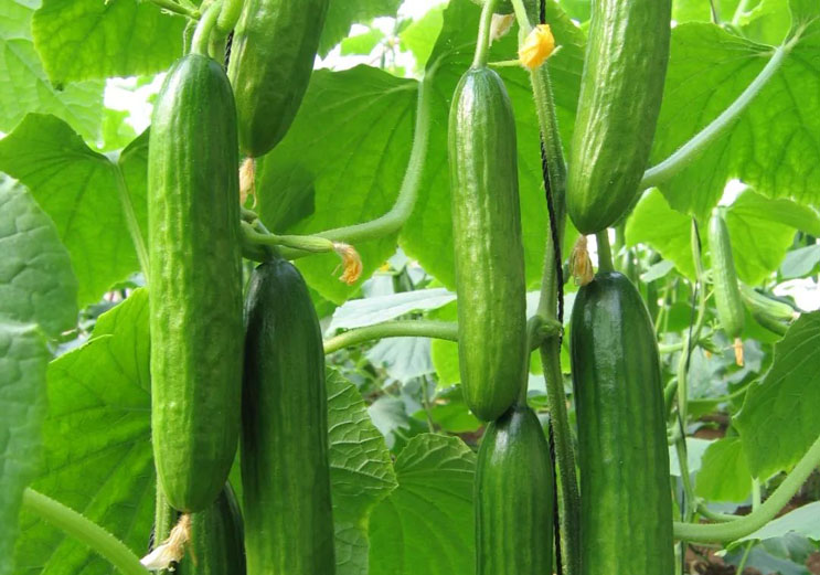 為什么蔬菜要使用水溶肥不是復(fù)合肥？終于知道了！
